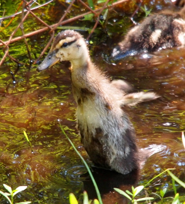 [One ducking stands upright in the water and shakes its little wings which aren't much longer than its bill.]